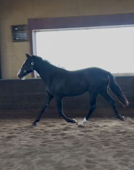 Ausdrucksstarke Nachwuchsstute mit interessanter Abstammung, Millan III, Horses For Sale, Moenchengladbach