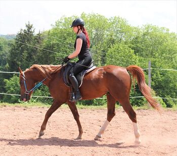Extrem cooler und sportlicher Vollblutaraber Wallach, Tina Amann, Pferd kaufen, Freiamt