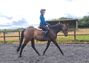 Extremely well bred, 7 Yr TB mare RoR eligible, Shelby , Horses For Sale