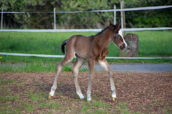 Eyecatcher mit Qualität - QH Hengstfohlen mit Top-Potenzial
