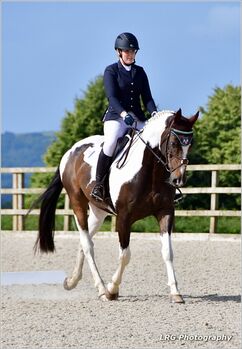 Eye catching Dressage Prospect, Charlotte , Konie na sprzedaż, Cranleigh 