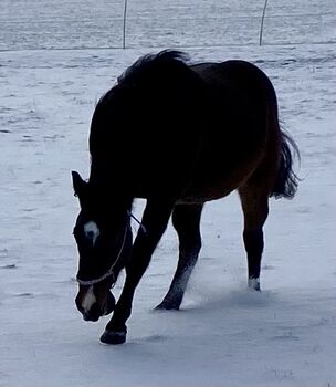 Eyecatcher! Ausdrucksstarker, wunderschöner Quarterhorse Wallach