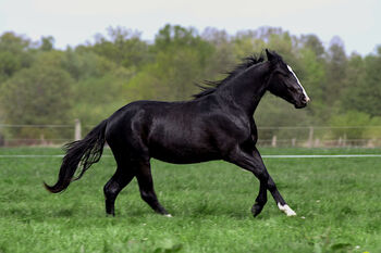 Eyecatcher in Black, Kerstin Rehbehn (Pferdemarketing Ost), Pferd kaufen, Nienburg
