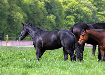Eyecatcher in Black