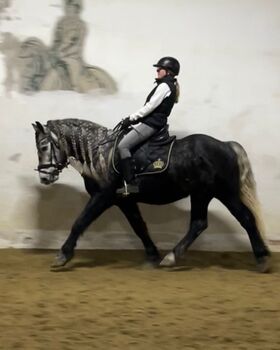 Eyecatcher "Dollar", sabrina Steinhart, Horses For Sale, Wien 