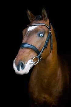 Eyecatcher, Annette, Horses For Sale, Prinzersdorf