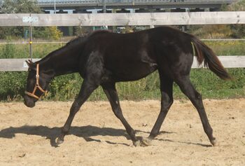 Eyecatcher in Dark Brown, Kerstin Rehbehn (Pferdemarketing Ost), Horses For Sale, Nienburg