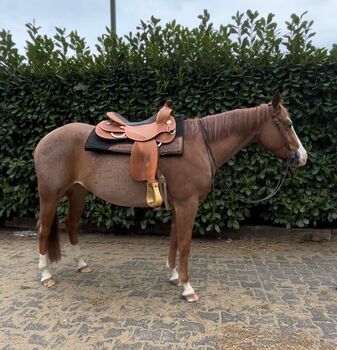 Eyecatcher in red roan, Kerstin Rehbehn (Pferdemarketing Ost), Horses For Sale, Nienburg