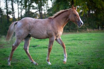 Eyecatcher in Ausnahmefarbe, Kerstin Rehbehn (Pferdemarketing Ost), Horses For Sale, Nienburg