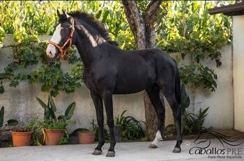Eyecatcher - PSL Rappe - Wallach - 3 jährig - ca. 1.63 m zur Zeit, Thomas Adams (Caballos PRE), Pferd kaufen, Bell