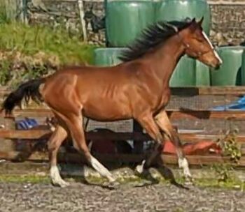 Fabulously Well Bred Yearling filly, Melanie Gravell-Barnes, Horses For Sale, Bacup