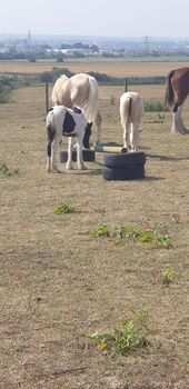 Coloured gypsy cob x filly