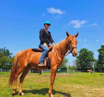 Treue Vollblut Stute, Lorenzen, Horses For Sale, Reußenköge