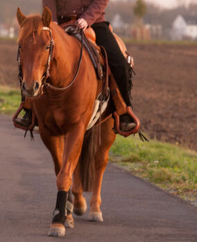 cooler Quarter Horse Wallach mit top Abstammung, Kerstin Rehbehn (Pferdemarketing Ost), Konie na sprzedaż, Nienburg