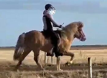 Familien-/Kinderreitpferd mit viel Tölt, leicht zu reiten, toller Charakter -