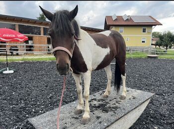 Familienpony Platz vor Preis