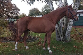 Familien Pferd/Tunier/Freizeit/Wallach