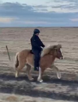 Familien-/Kinderreitpferd mit viel Tölt, leicht zu reiten, toller Charakter -