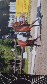 Familienpony für ambitionierte Reiter