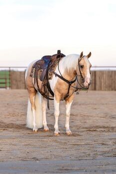 Family Safe, Palomino Tobiano Quarter Gelding, Ranch / Trail Horse, Quiet & Genlte, silver, Horses For Sale, Berlin