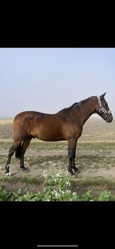 Schicker Wallach zu verkaufen, Zoe Hackenberg, Horses For Sale, Wien, Floridsdorf