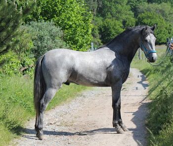 Schicker PRE, Dani, Horses For Sale, KLeinwallstadt