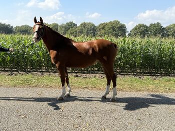 Schicke Reitponystute Staatsprämienstute