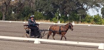 Fancy Shetland driving pony