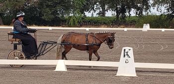 Fancy Shetland driving pony, Chandra , Konie na sprzedaż, Herald 