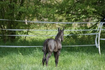 Traumhaftes blue roan Quarter Horse Hengstfohlen