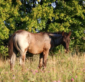 Traumhaftes blue roan Quarter Horse Hengstfohlen