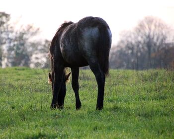 Traumhafter blue roan Quarter Horse Hengst