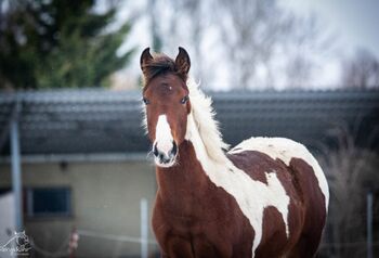 Traumhafte coole Paint Horse Stute APHA 2024