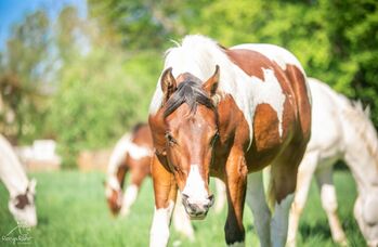 Traumhafte coole Paint Horse Stute APHA 2024, Rainer, Horses For Sale, Wernigerode
