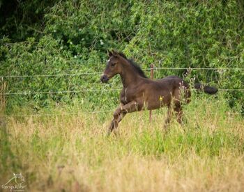 Traumhafte coole Paint Horse Stute APHA 2025 Quarter Black, Rainer, Horses For Sale, Wernigerode
