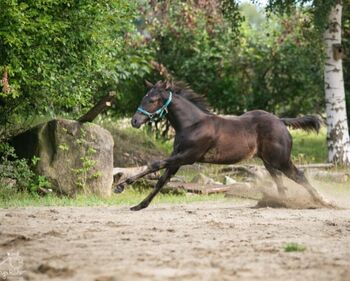 Traumhafte coole Paint Horse Quarter Stute APHA 2025 Quarter Black