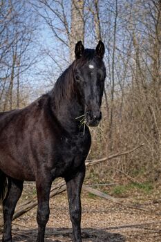 Traumhafte coole Paint Horse Quarter Stute APHA 2025 Quarter Black, Rainer, Horses For Sale, Wernigerode