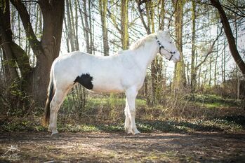 Traumhafte Paint Horse  Stute APHA 2023, Rainer, Horses For Sale, Wernigerode
