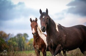 Traumhaftes Paint Horse Stute Fohlen APHA