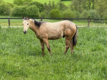 Traumhafter Paint Horse Hengst in Buckskin mit bester Reining-Abstammung, Kerstin Rehbehn (Pferdemarketing Ost), Horses For Sale, Nienburg