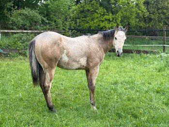 Traumhafter Paint Horse Hengst in Buckskin mit bester Reining-Abstammung