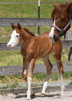 Traumhaftes Quarter Horse Stutfohlen mit bestem Charakter