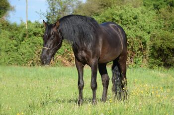 Traumhafter, superlieber PRE Wallach, Kerstin Rehbehn (Pferdemarketing Ost), Horses For Sale, Nienburg