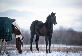 Traumhafte coole Paint Horse Quarter Stute APHA 2025 Quarter Black