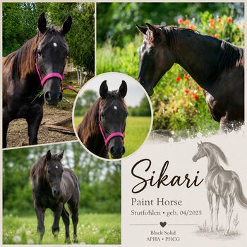Traumhafte coole Paint Horse Quarter Stute APHA 2025 Quarter Black, Rainer, Horses For Sale, Wernigerode