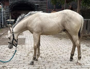Traumhafter Buckskin Paint Horse Hengst - sportlich & liebenswert!, Kerstin Rehbehn (Pferdemarketing Ost), Horses For Sale, Nienburg