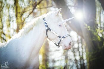 Traumhafte Paint Horse  Stute APHA 2023