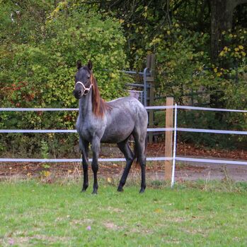 Traumhafter blue roan Quarter Horse Hengst