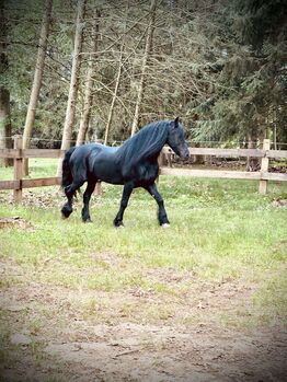 Stunning Friesian Gelding - Black, Bold and Beautiful!