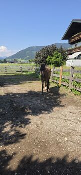 Toller Freizeitkumpel mit bestem Charakter!, Zoe Arentsen, Horses For Sale, Flachau